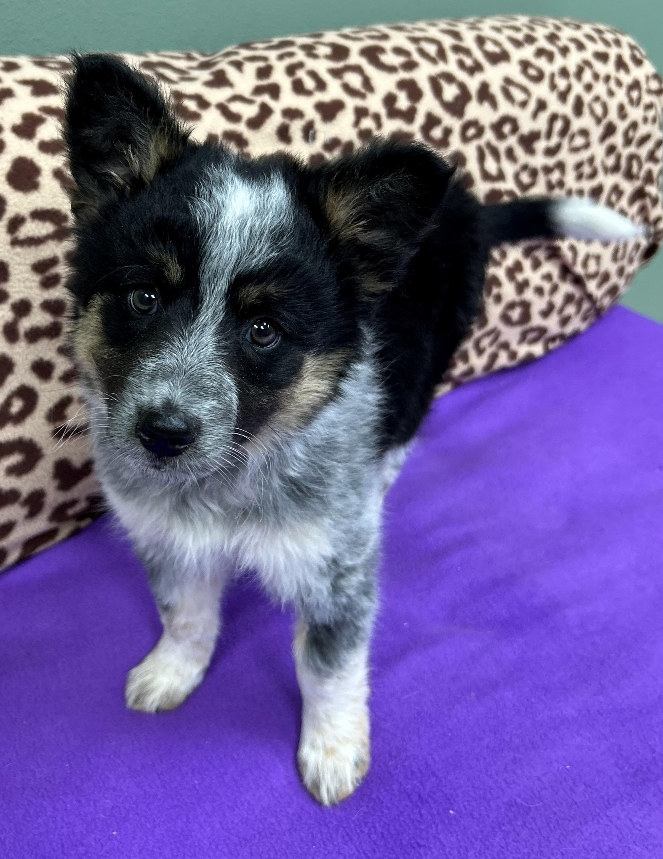 Vanna White, an adopted mixed breed in Neillsville, WI image 5/5