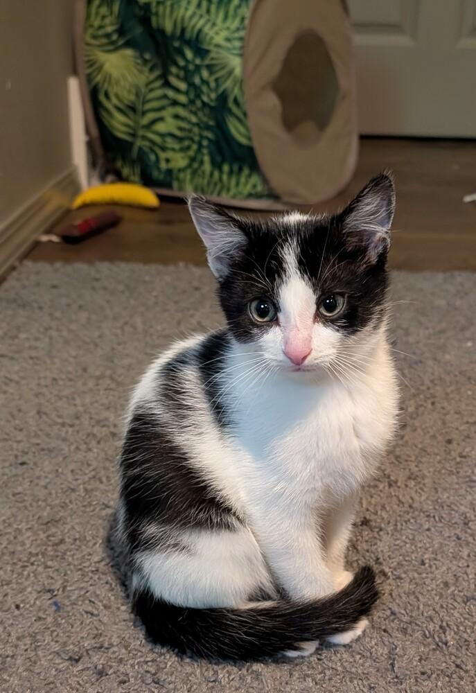 Odin #2, Adoptable, Kitten Male Domestic Short Hair.