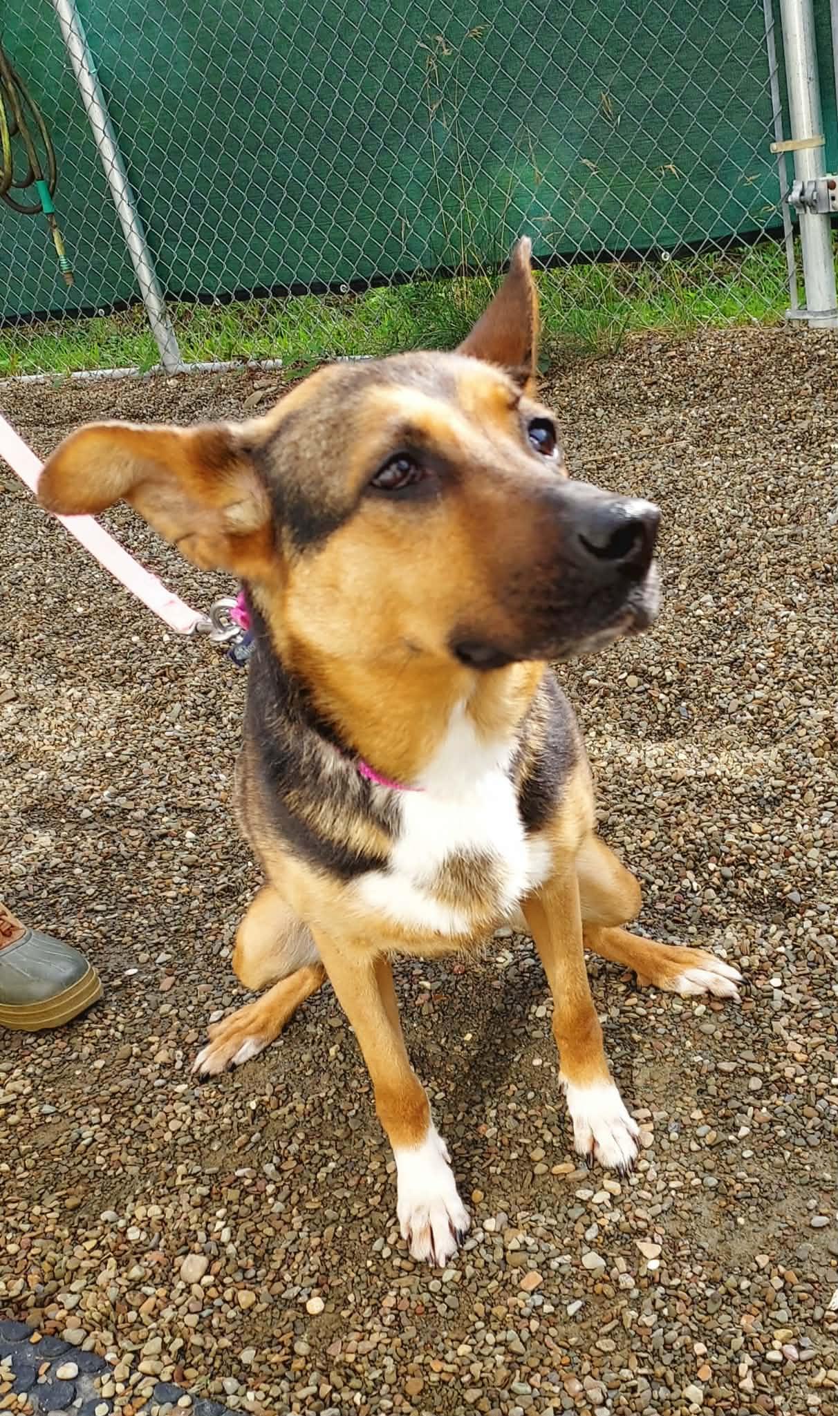 Enlarge Summer, a Adoptable mixed breed in Falls Creek, PA image 2/5