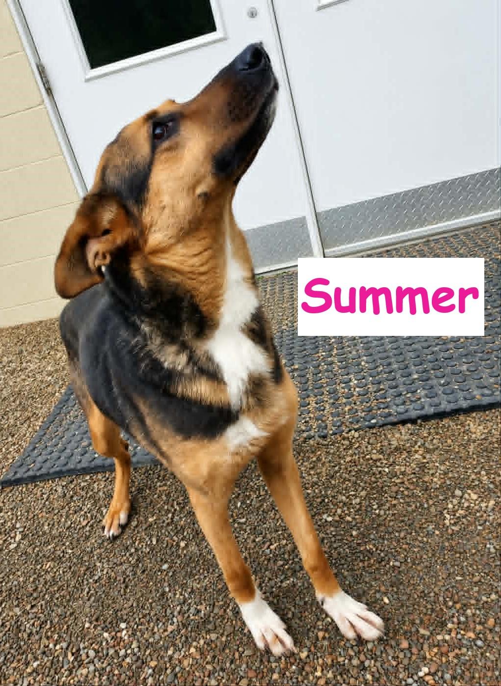 Summer, Adoptable, Young Female German Shepherd Dog.