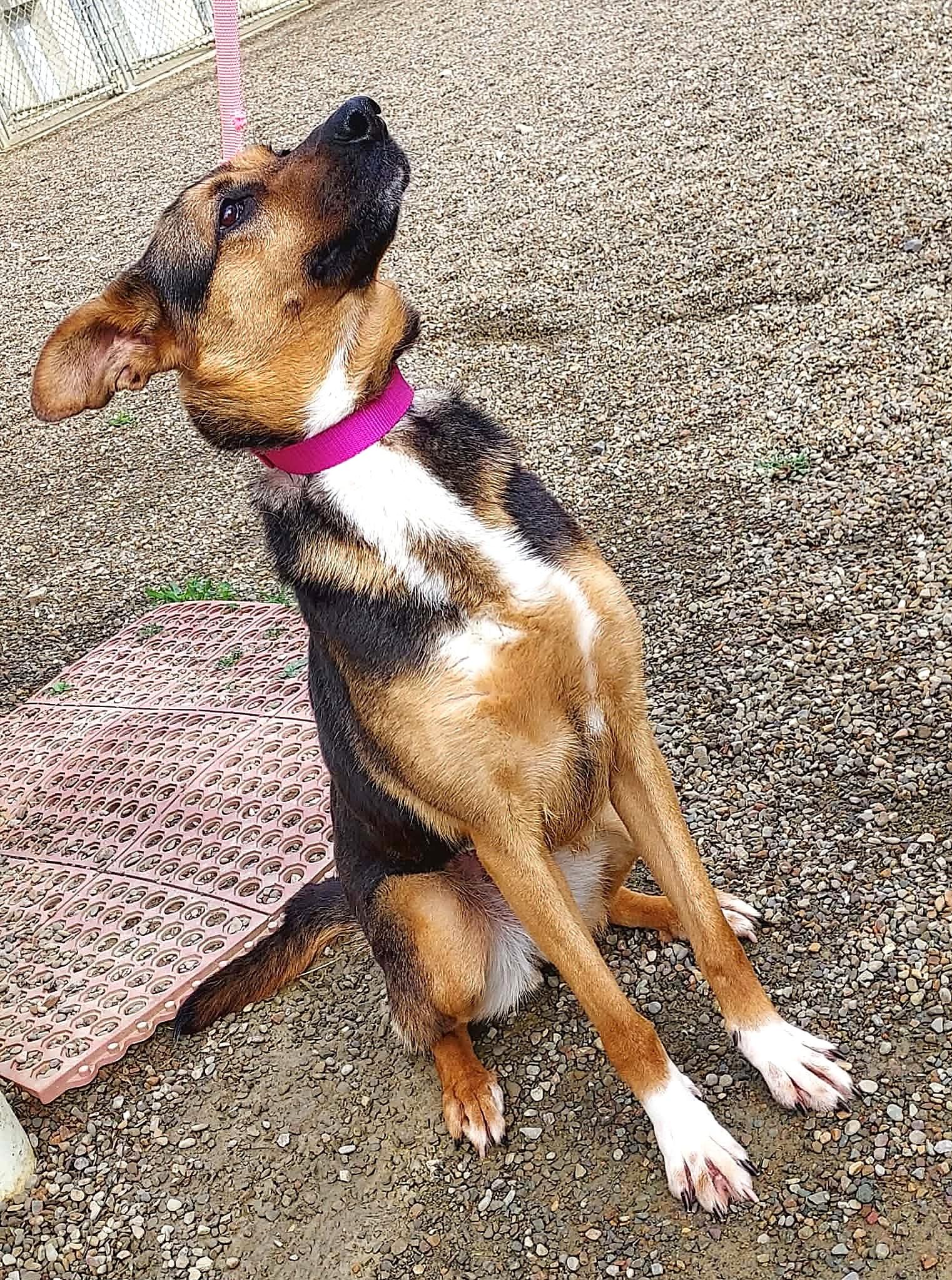 Enlarge Summer, a Adoptable mixed breed in Falls Creek, PA image 3/5