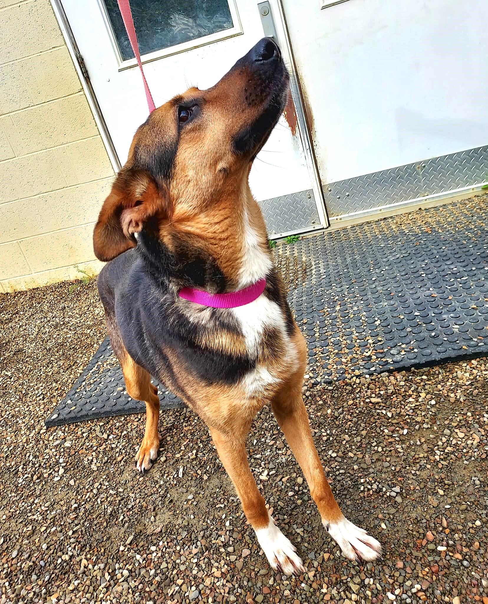 Enlarge Summer, a Adoptable mixed breed in Falls Creek, PA image 5/5