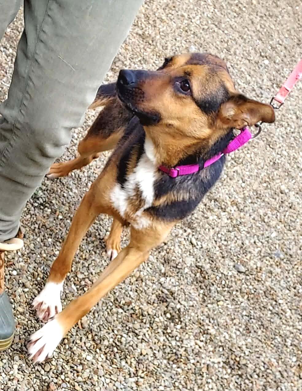 Enlarge Summer, a Adoptable mixed breed in Falls Creek, PA image 4/5