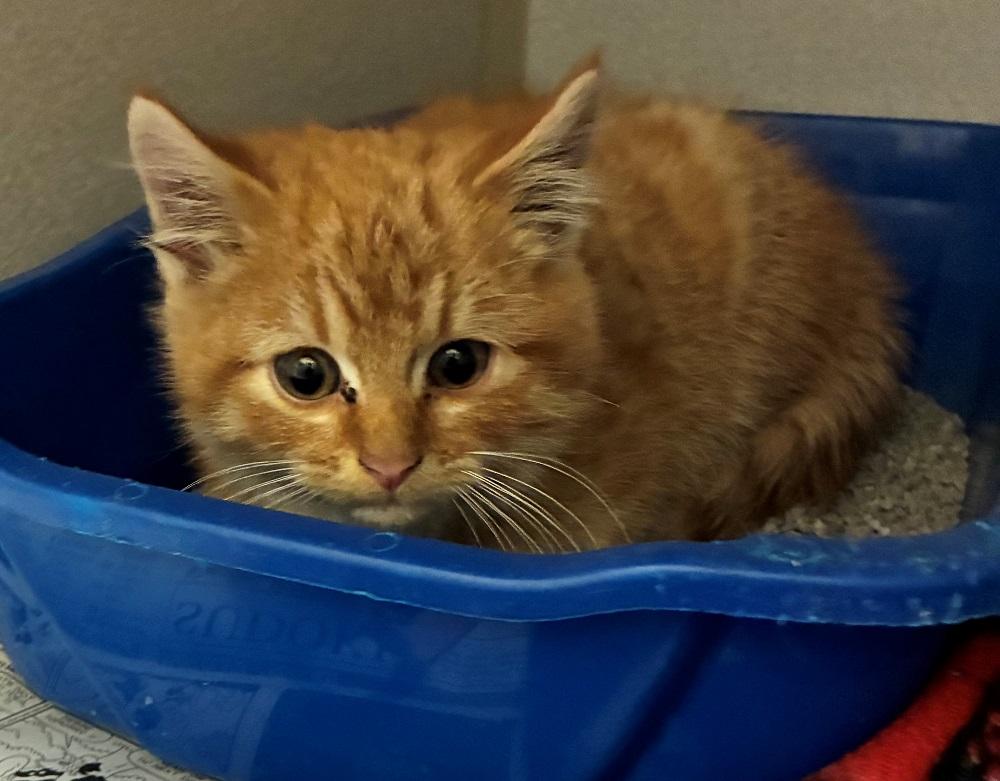 Enlarge Colby Jack, an adopted Domestic Short Hair in Mason City, IA image 2/2