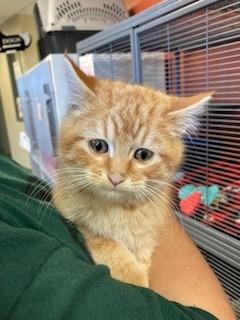Colby Jack, adopted, Kitten Male Domestic Short Hair.