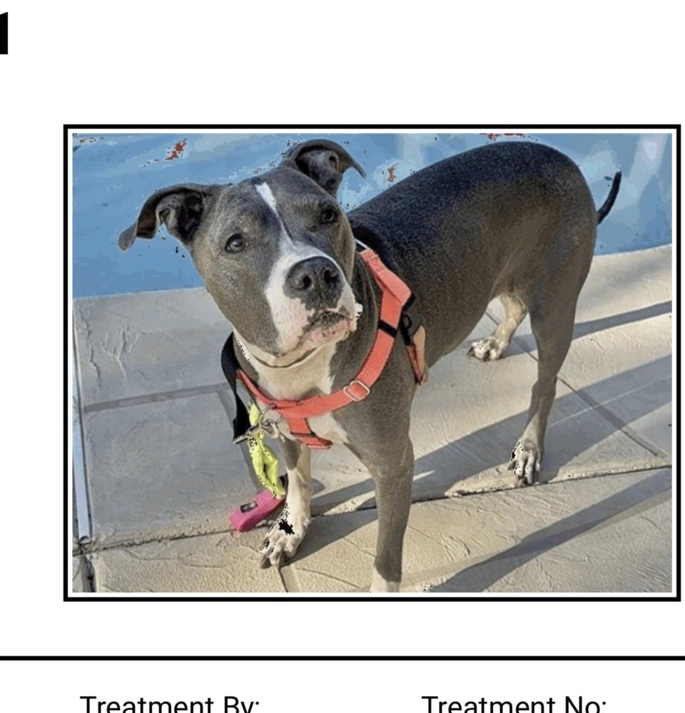 Mona, Adopted, Adult Female Pit Bull Terrier.