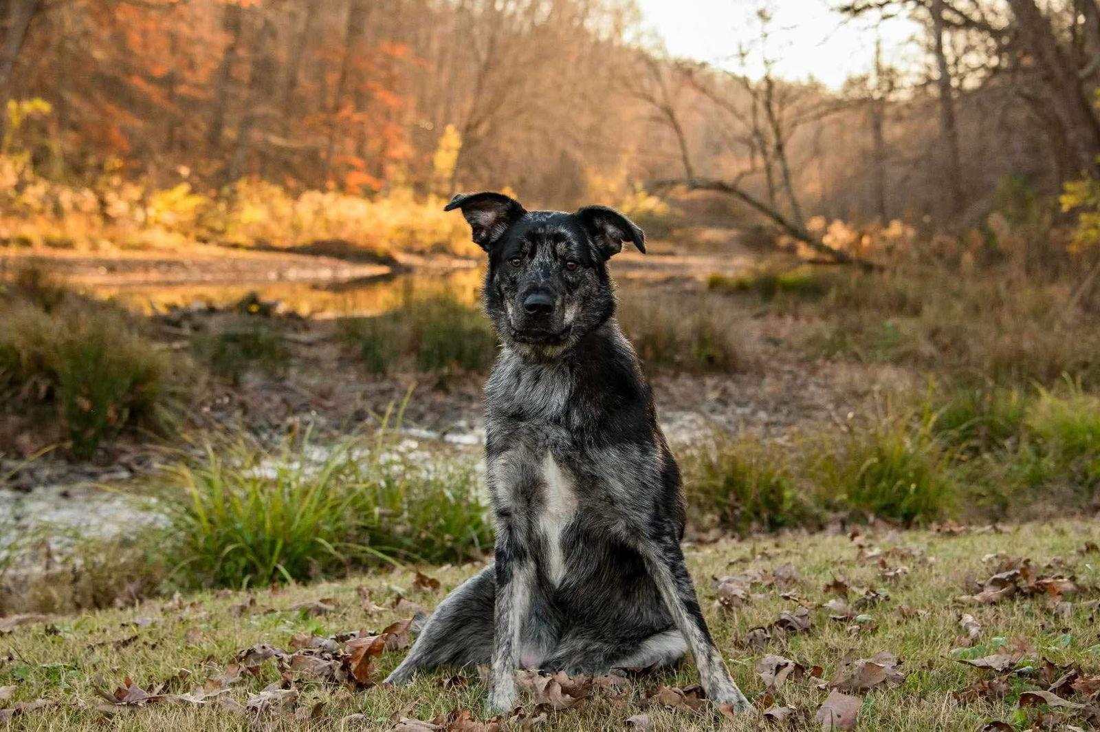 Jake, Adoptable, Adult Male Australian Shepherd & Catahoula Leopard Dog.