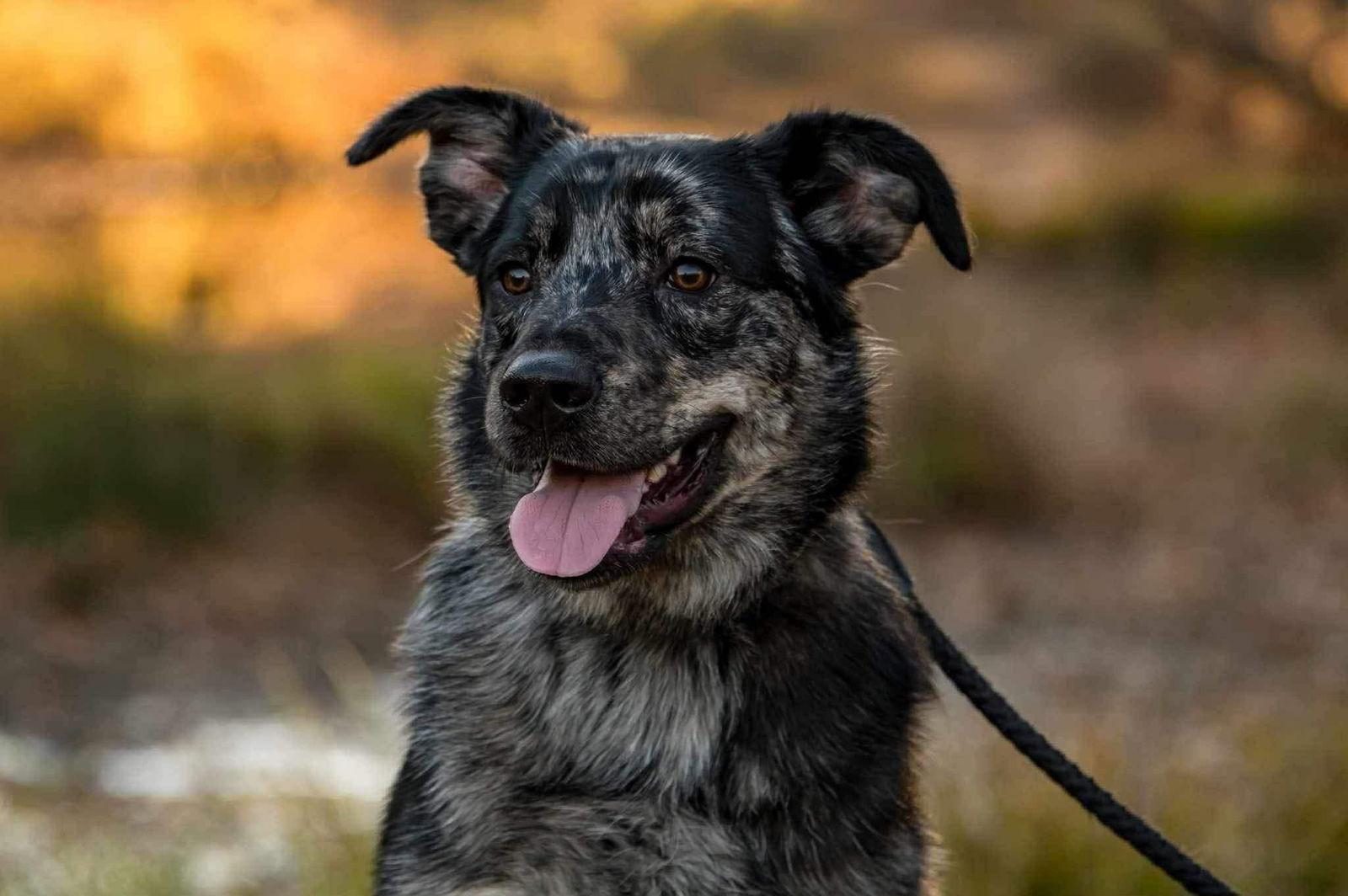 Jake, a Adoptable mixed breed in Powell, OH image 2/3