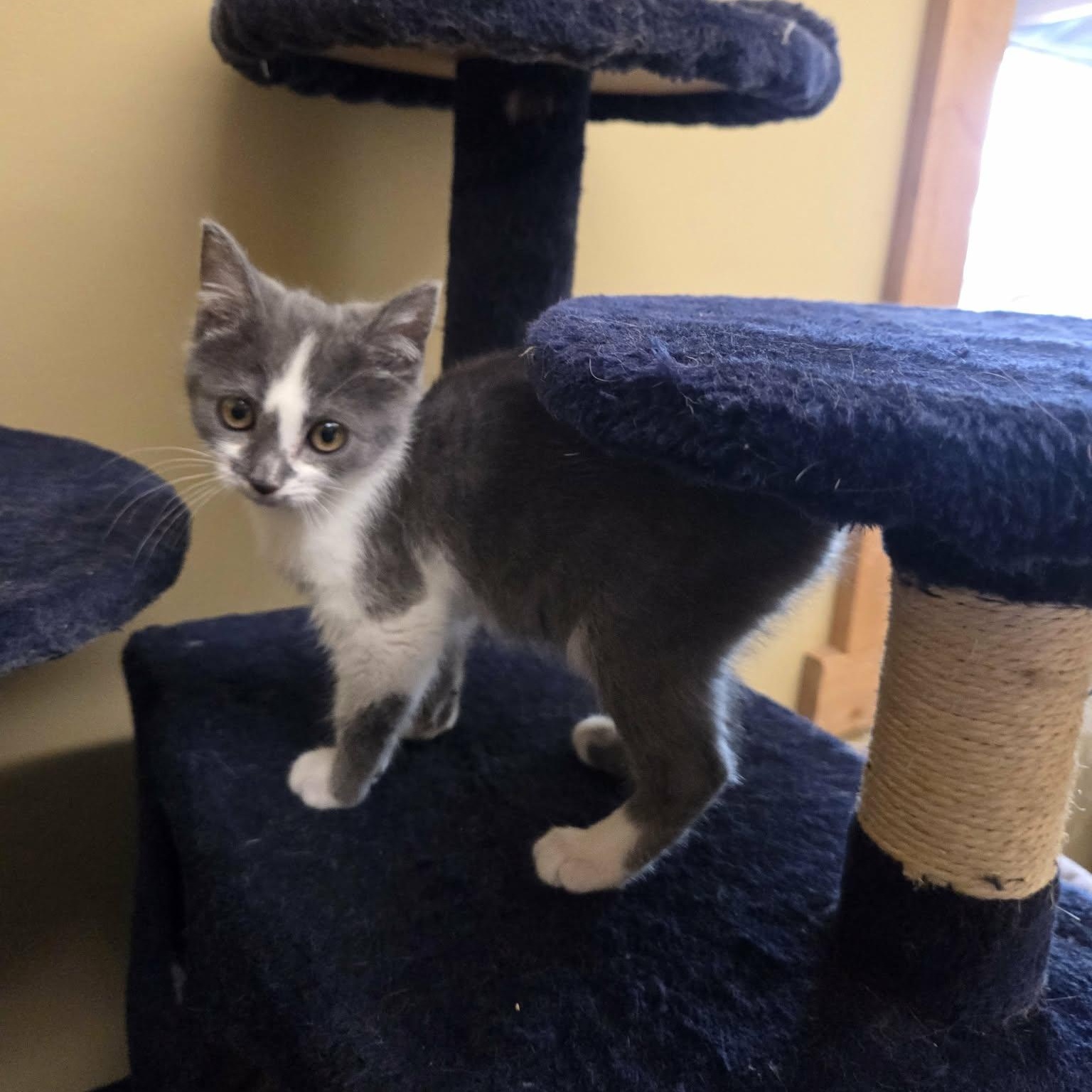 Enlarge Gilbert, an adopted Domestic Short Hair in Lancaster, KY image 2/4