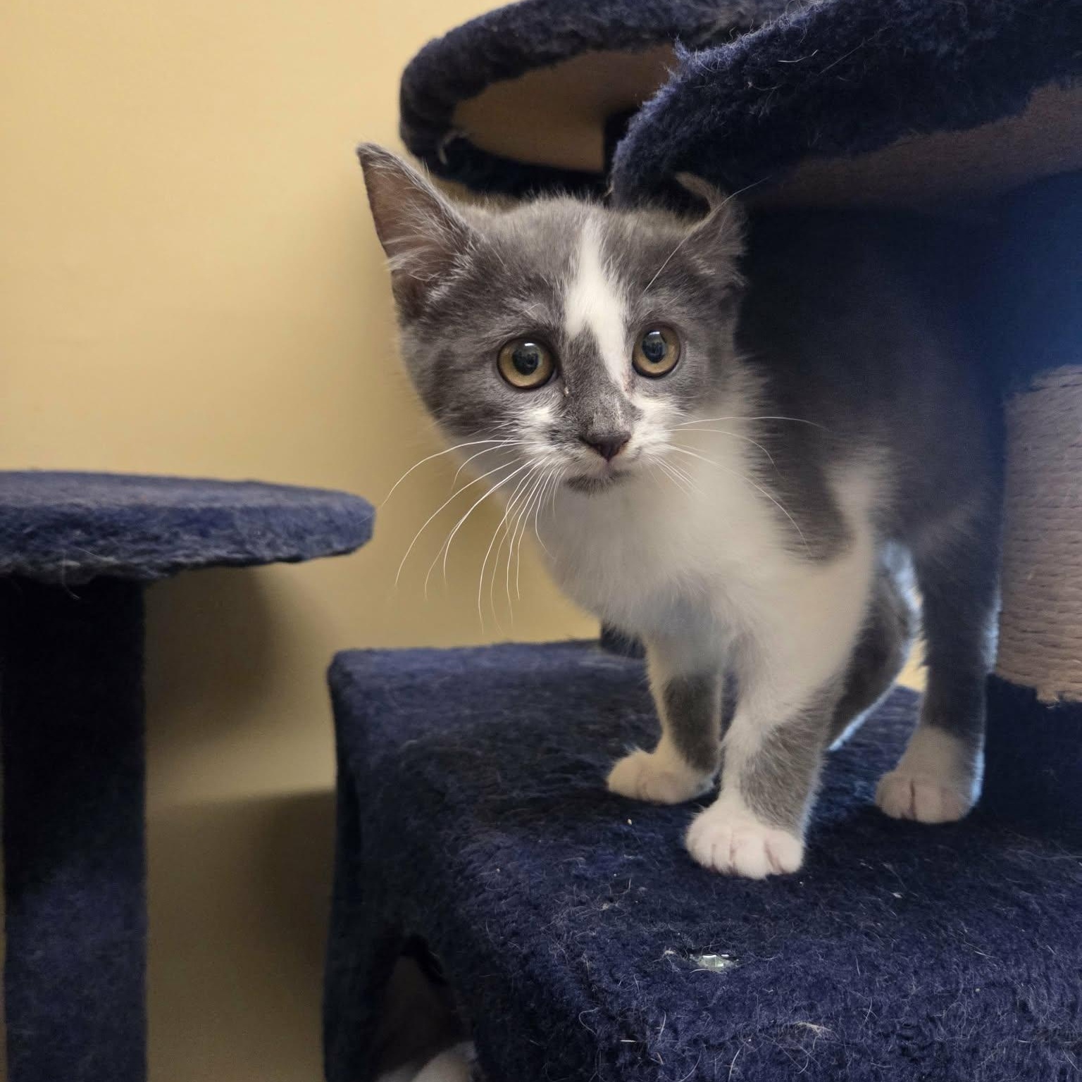 Enlarge Gilbert, an adopted Domestic Short Hair in Lancaster, KY image 3/4