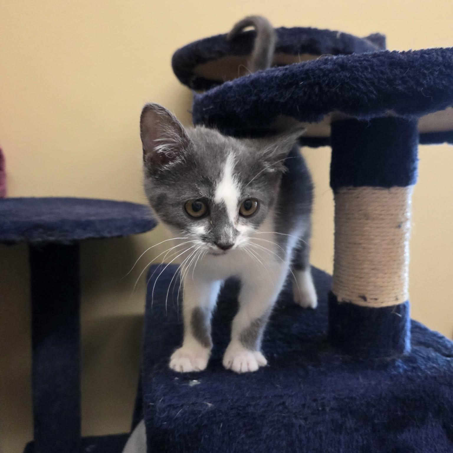 Enlarge Gilbert, an adopted Domestic Short Hair in Lancaster, KY image 4/4