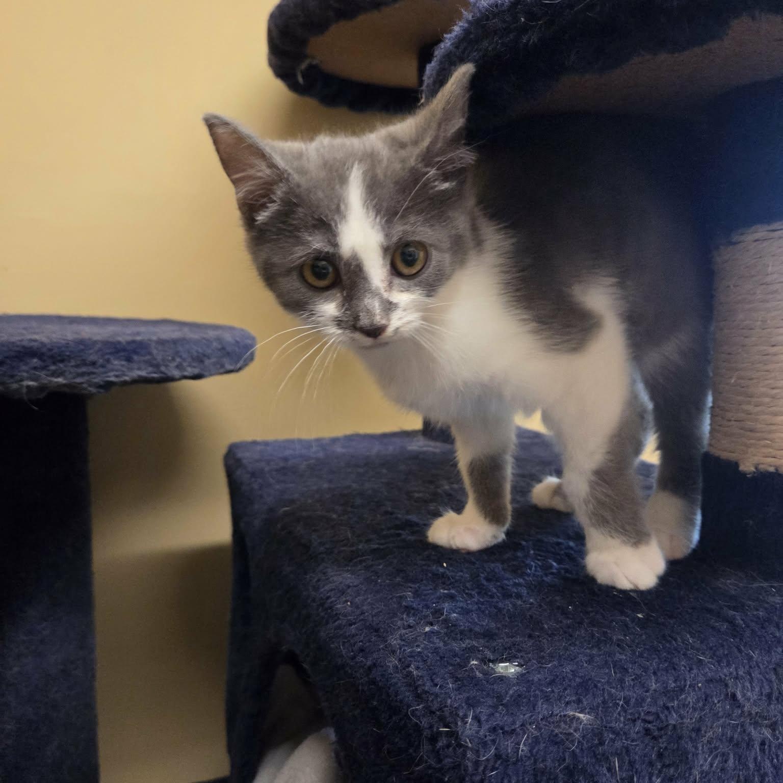 Enlarge Gilbert, an adopted Domestic Short Hair in Lancaster, KY image 1/4