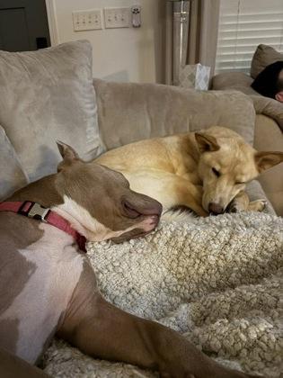 Leela, Adoptable, Adult Female Pit Bull Terrier & Mixed Breed.