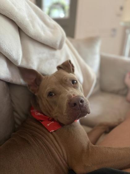 Leela, a Adoptable mixed breed in Atlanta, GA image 2/3
