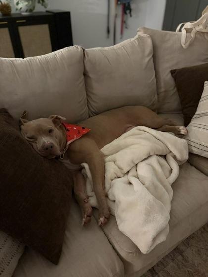 Leela, a Adoptable mixed breed in Atlanta, GA image 3/3