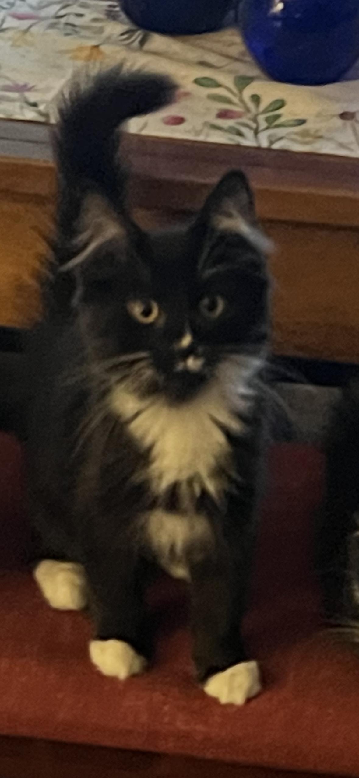 James, Adopted, Young Male Domestic Medium Hair.
