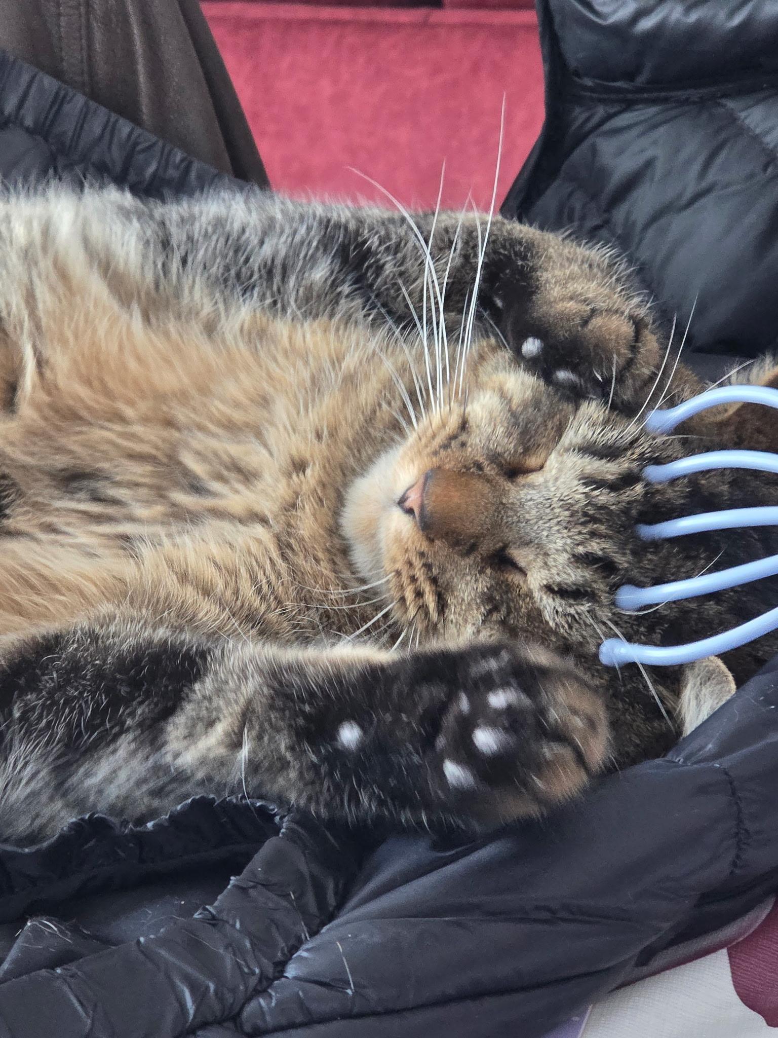 Enlarge RainBow, a Adoptable Domestic Short Hair in Burlington, VT image 1/6