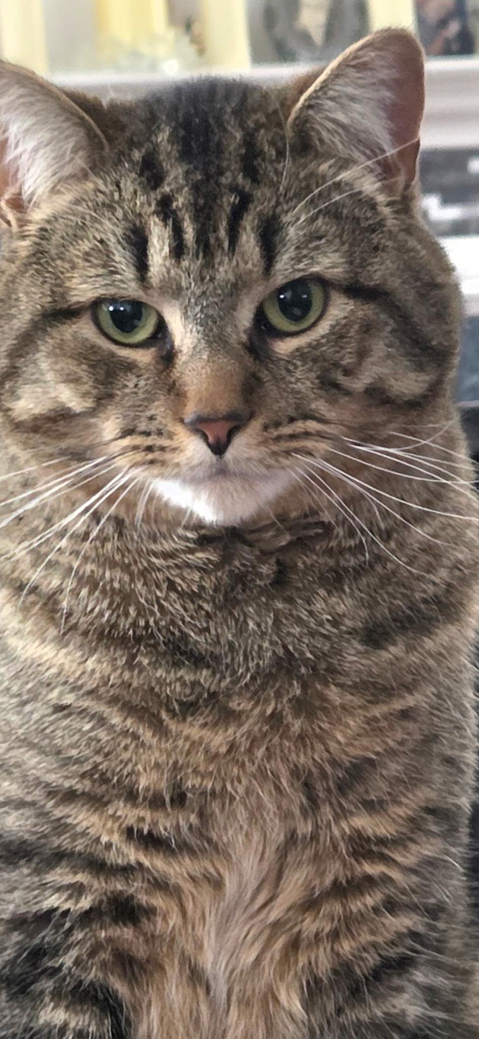 Enlarge RainBow, a Adoptable Domestic Short Hair in Burlington, VT image 2/6