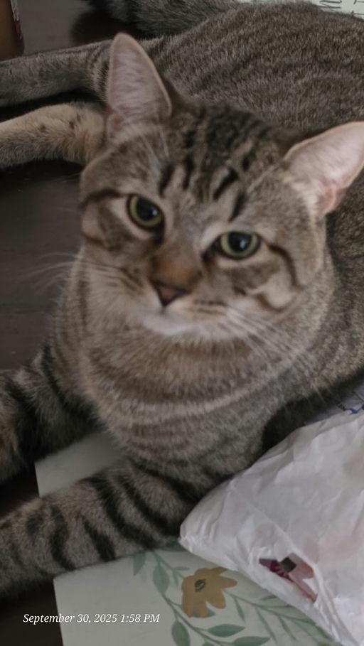 Enlarge RainBow, a Adoptable Domestic Short Hair in Burlington, VT image 3/6