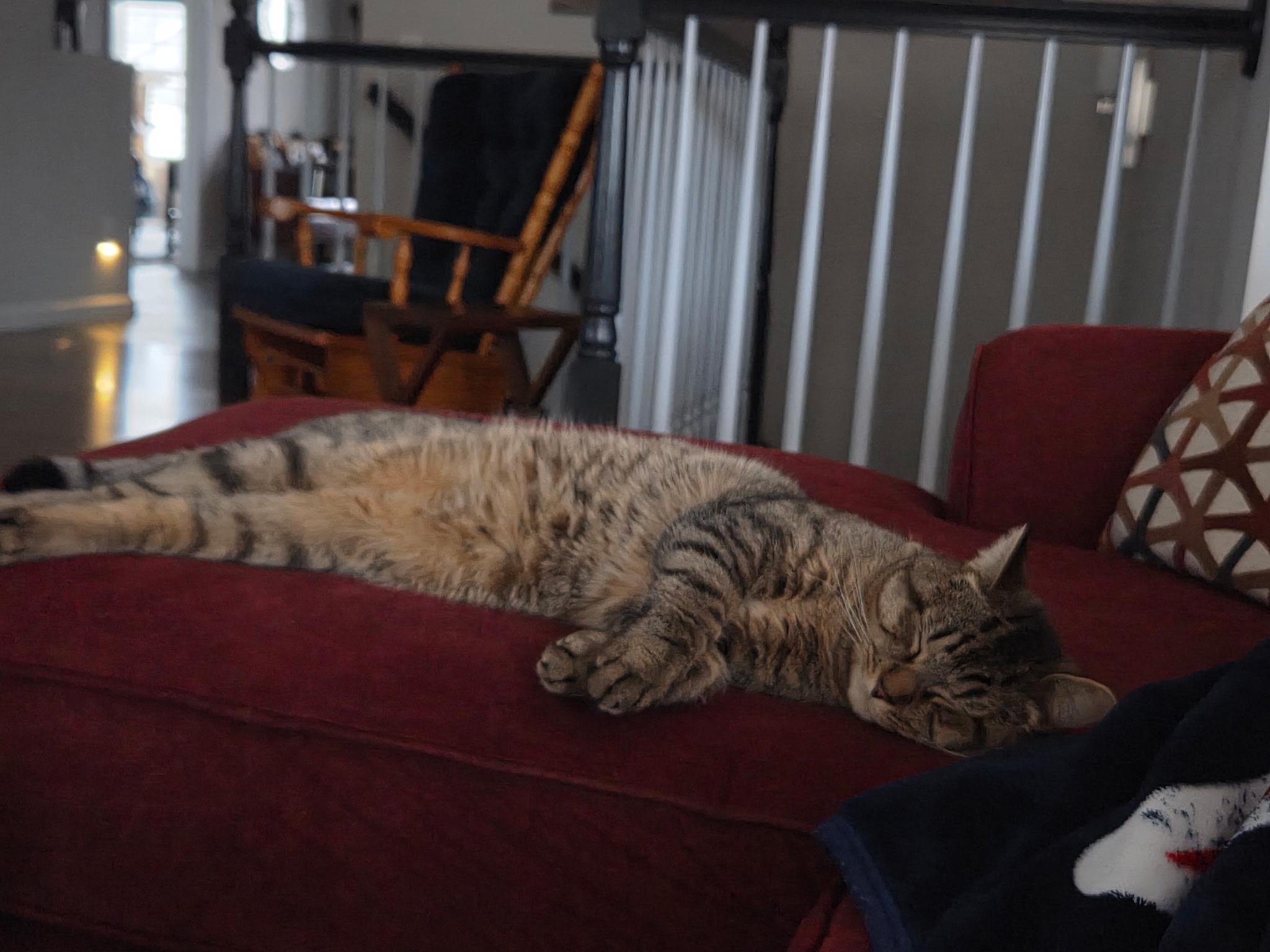 Enlarge RainBow, a Adoptable Domestic Short Hair in Burlington, VT image 3/6