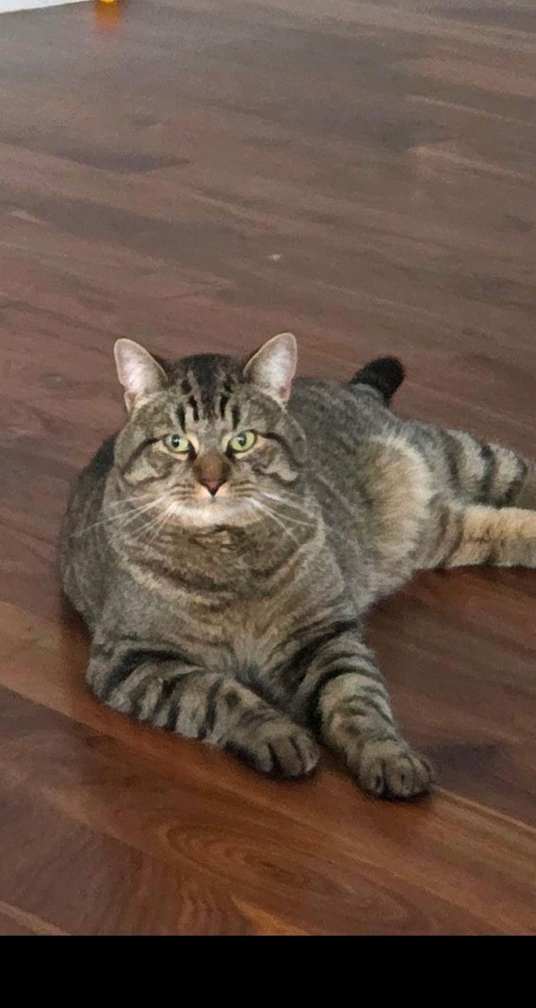 Enlarge RainBow, a Adoptable Domestic Short Hair in Burlington, VT image 5/6