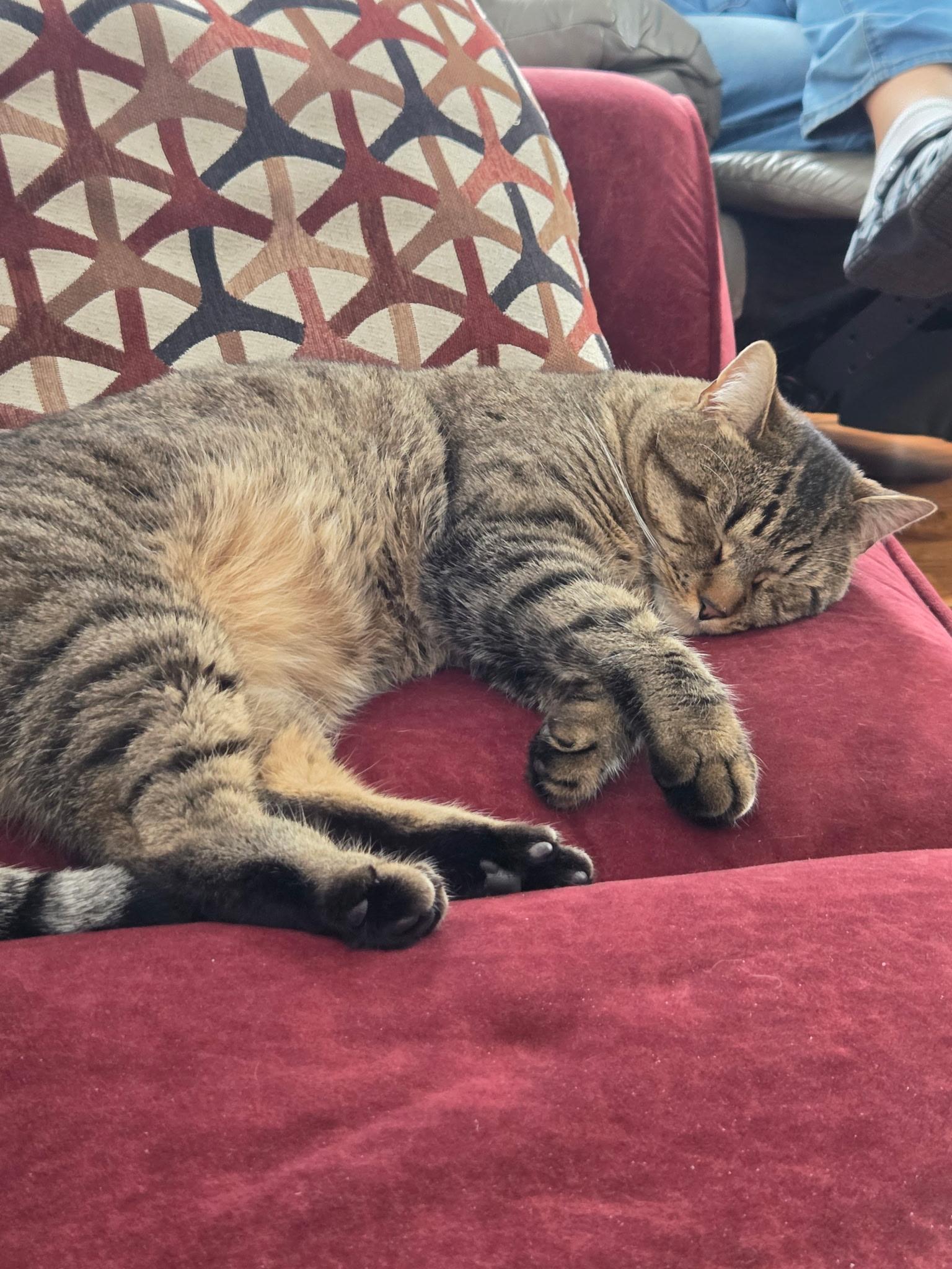 Enlarge RainBow, a Adoptable Domestic Short Hair in Burlington, VT image 5/6