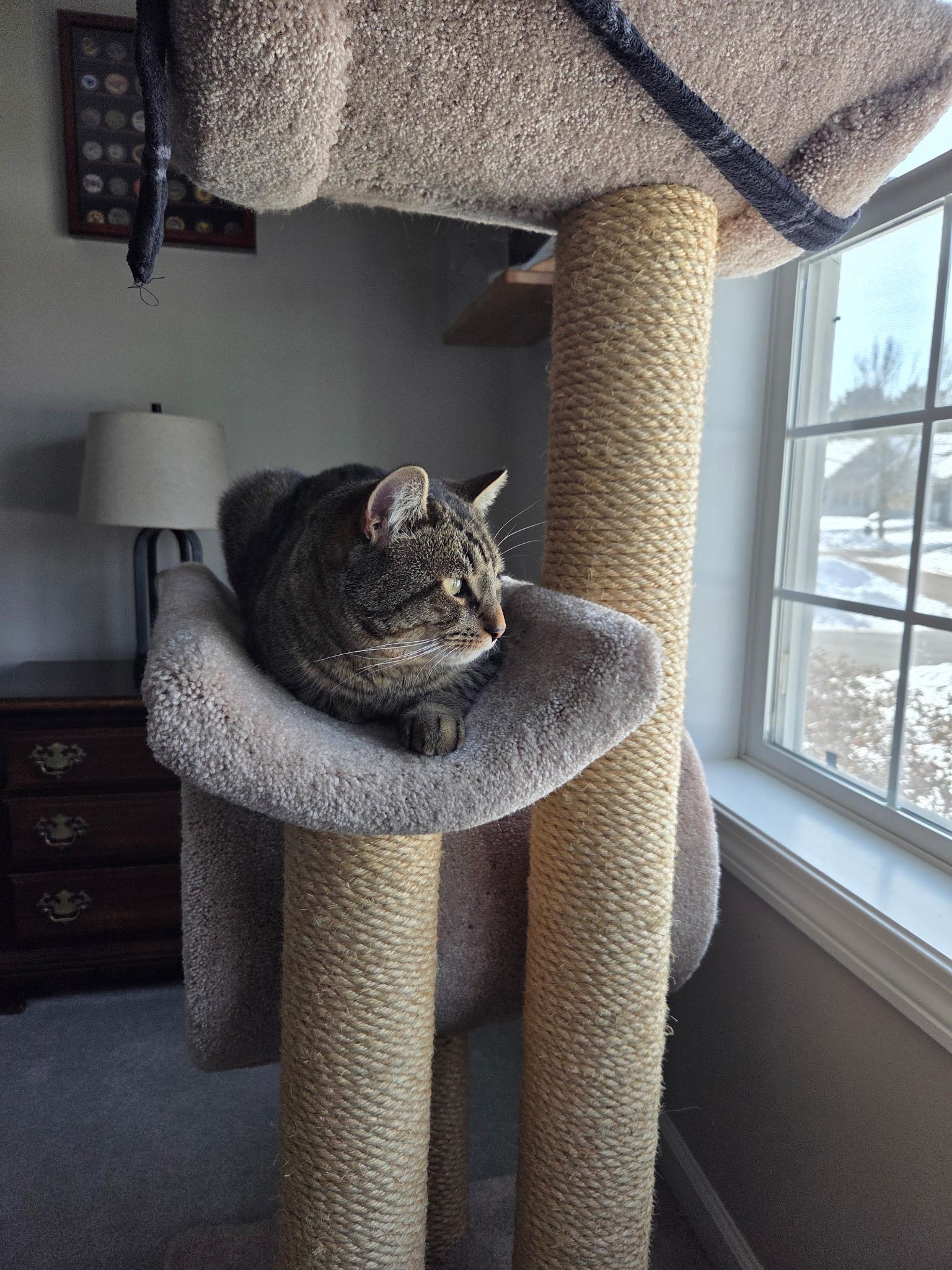 Enlarge RainBow, a Adoptable Domestic Short Hair in Burlington, VT image 6/6