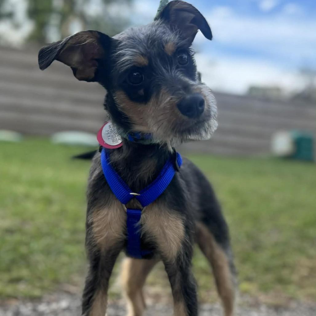 Jules Darwin — thumbnail 2