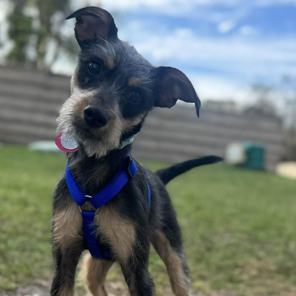 Jules Darwin — thumbnail 3