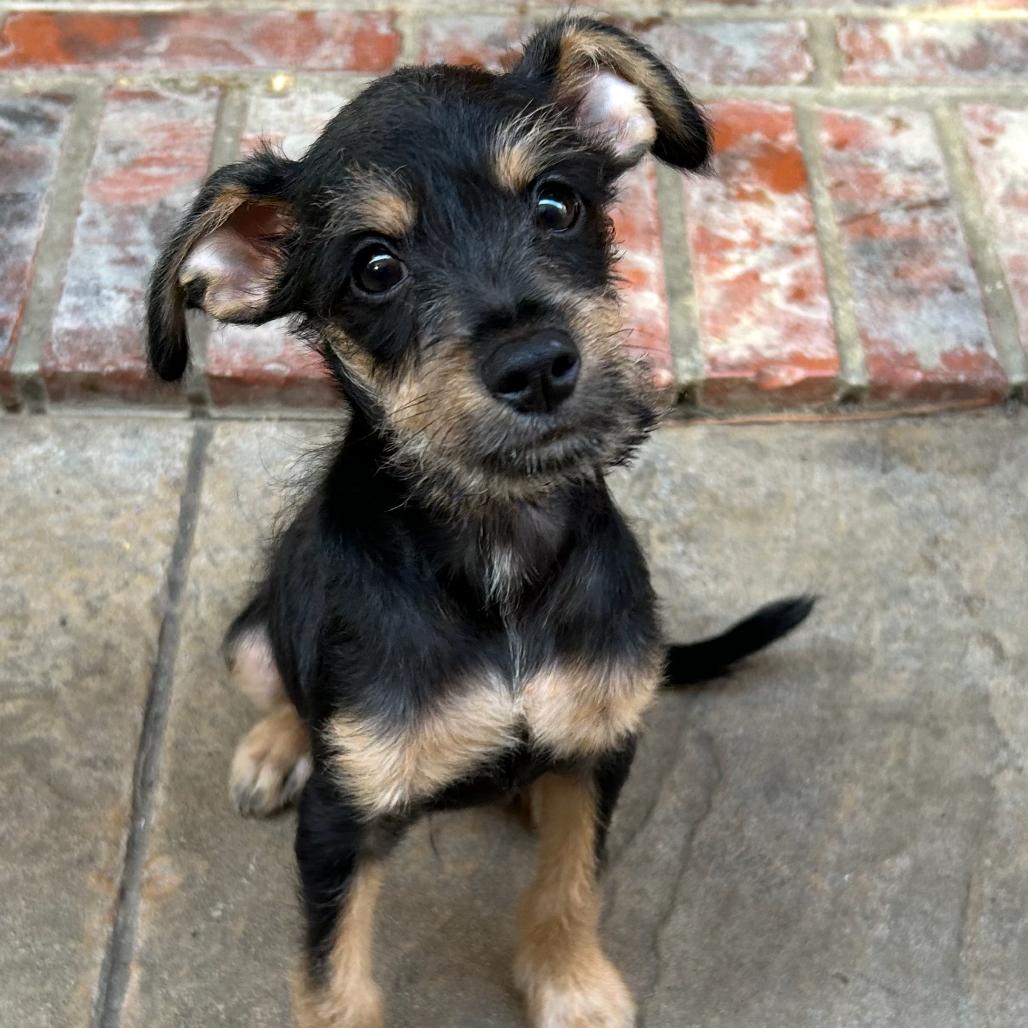 Jules Darwin — thumbnail 4