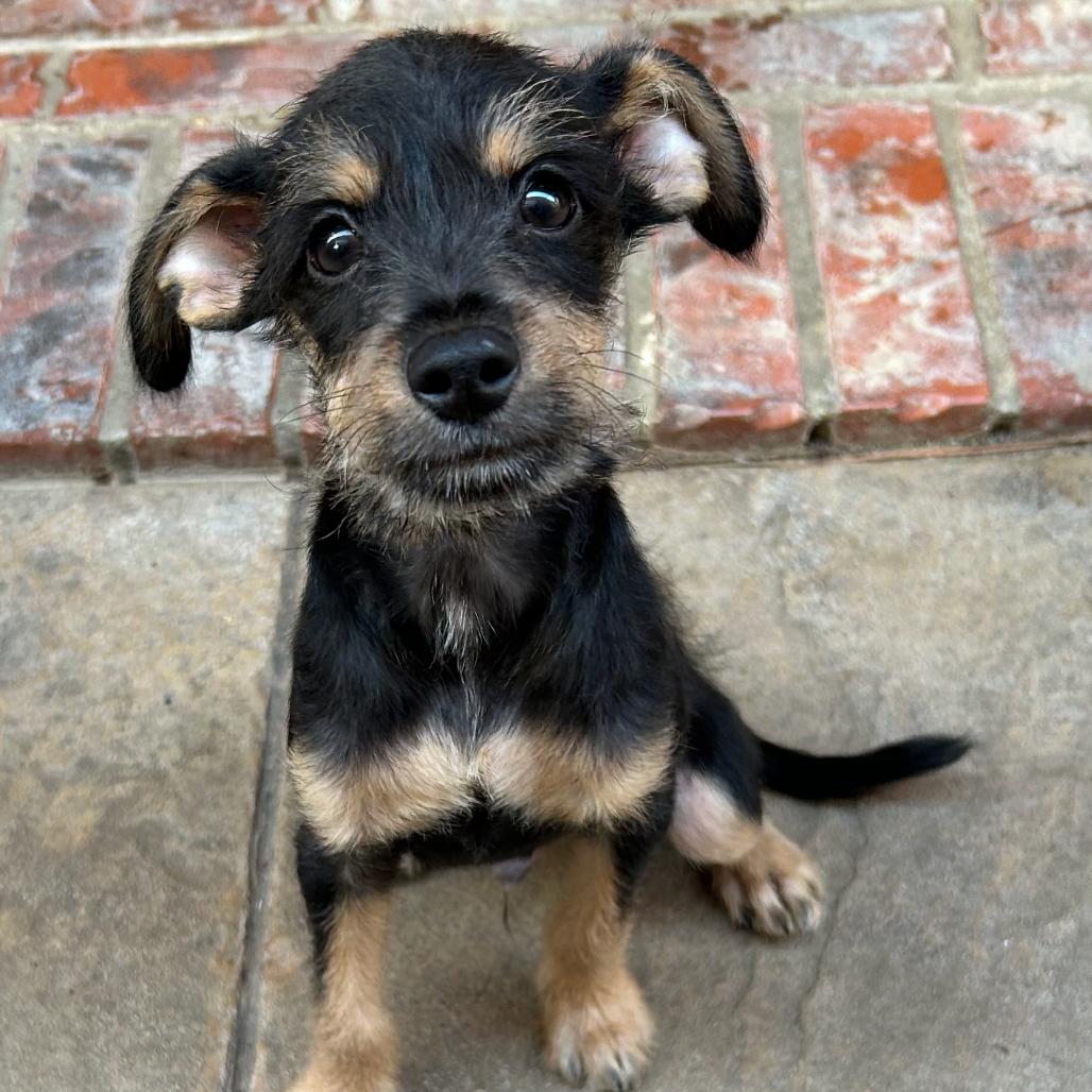 Jules Darwin — thumbnail 5