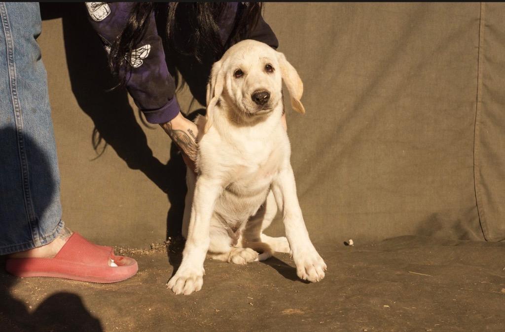 Honeybee, Adoptable, Puppy Female Great Pyrenees & Mixed Breed.