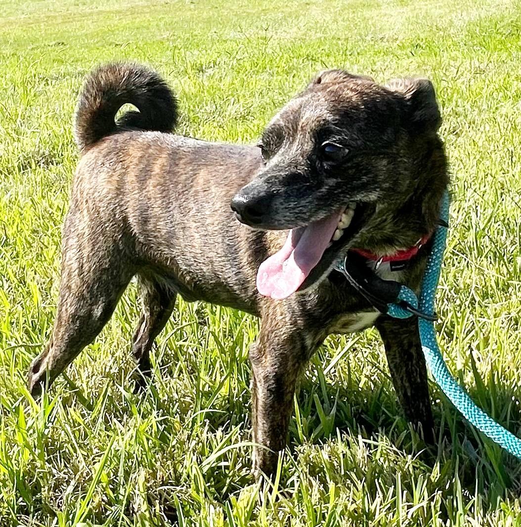 Enlarge Fenway, a Adoptable mixed breed in Brooklyn, NY image 2/6