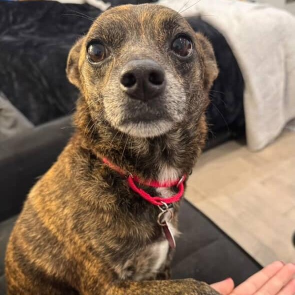 Fenway, Adoptable, Adult Male Chihuahua.