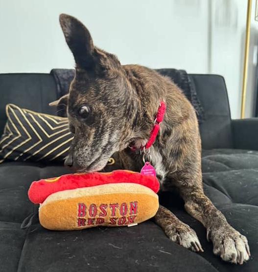 Enlarge Fenway, a Adoptable mixed breed in Brooklyn, NY image 4/6