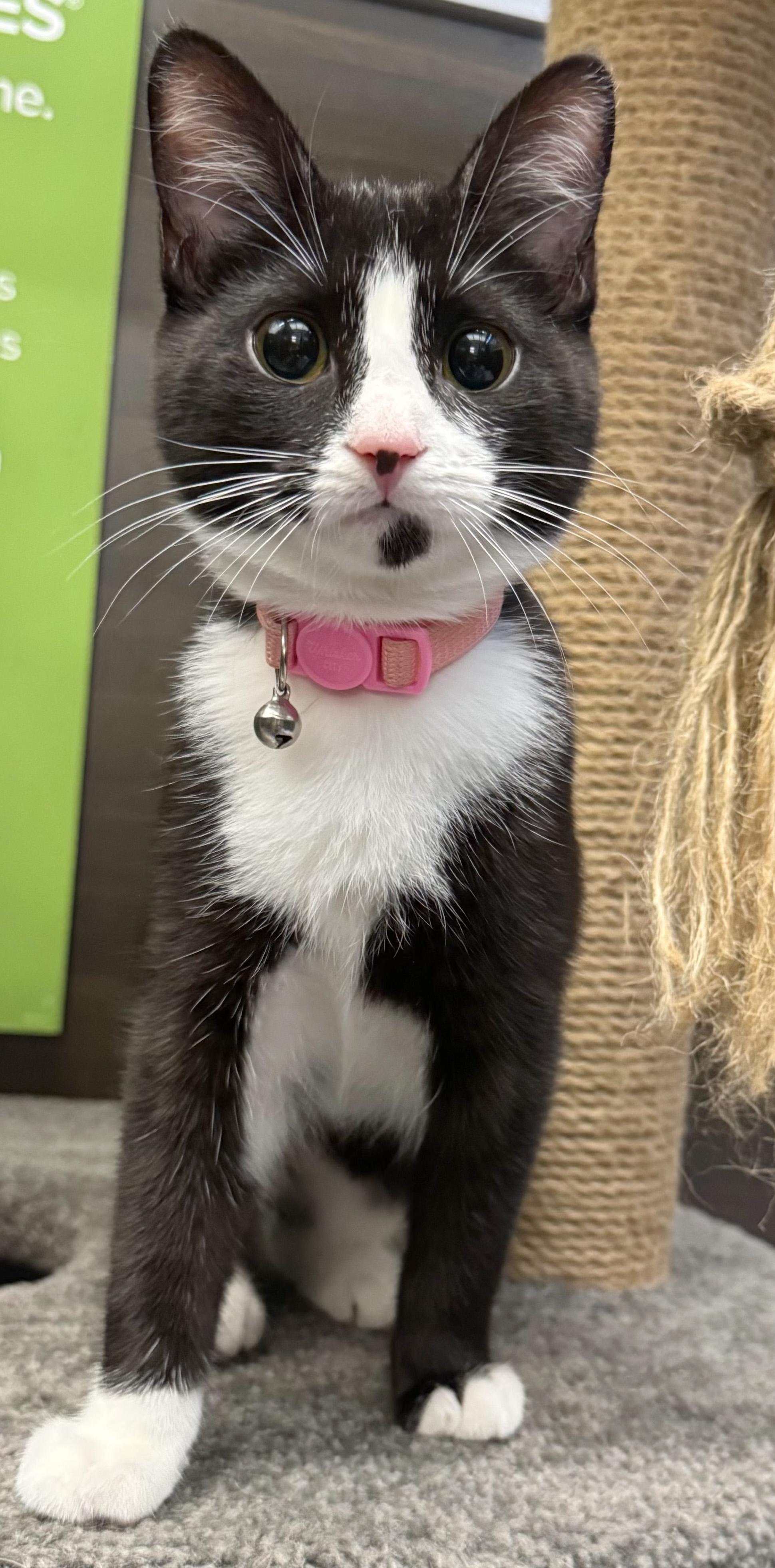 Enlarge Cadbury, a Adopted mixed breed in Hilton Head Island, SC image 2/6