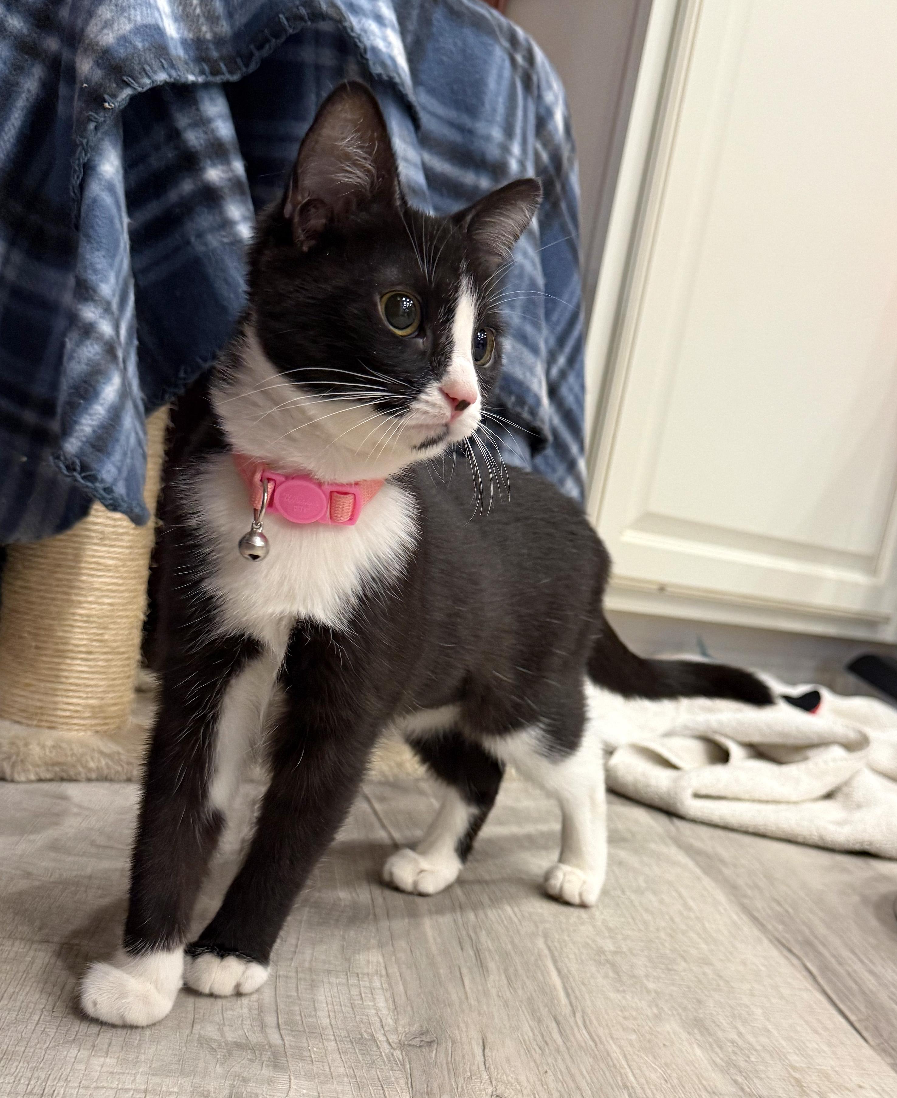 Enlarge Cadbury, a Adopted mixed breed in Hilton Head Island, SC image 4/6