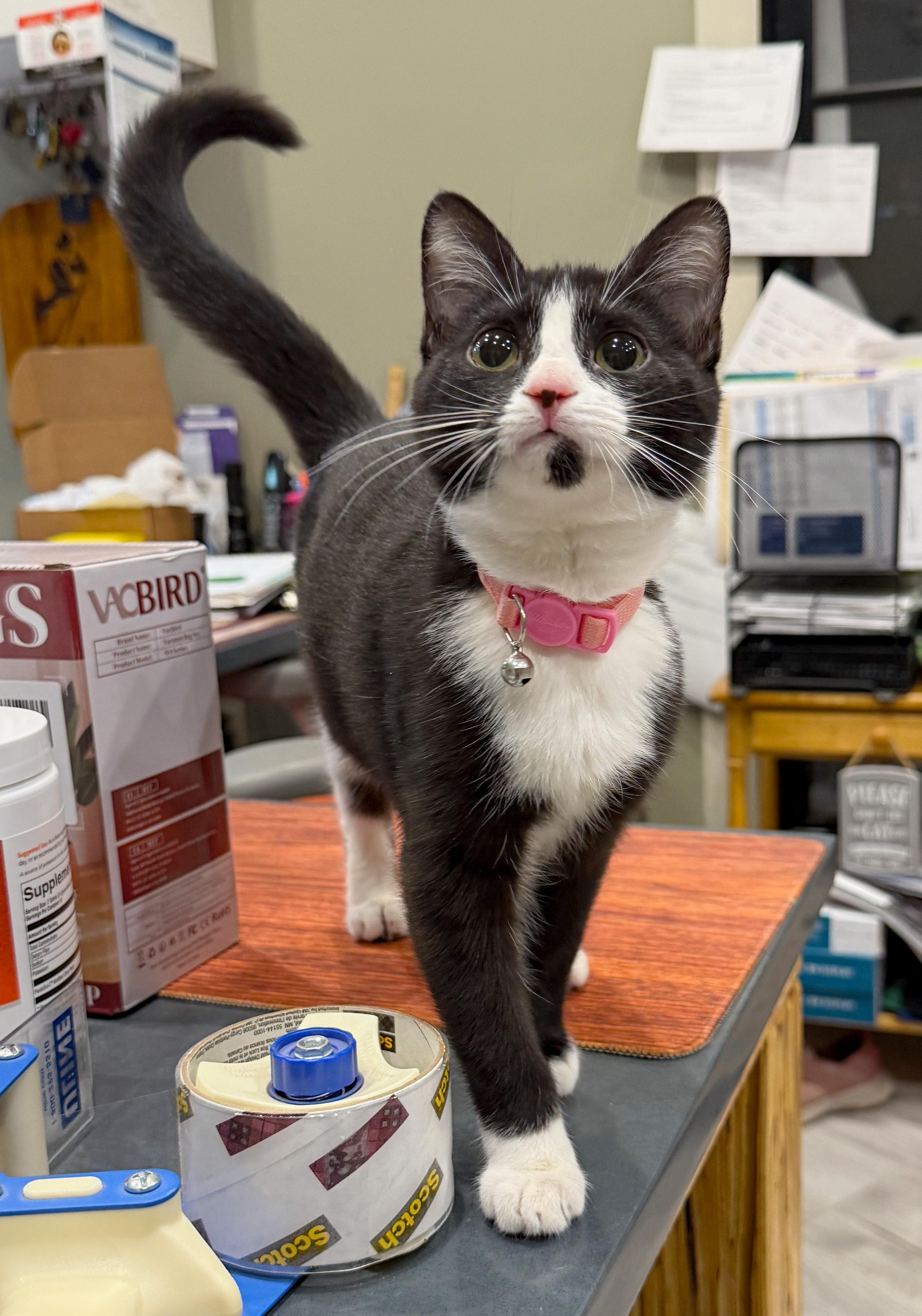 Cadbury, Adopted, Kitten Female Tuxedo & American Shorthair.