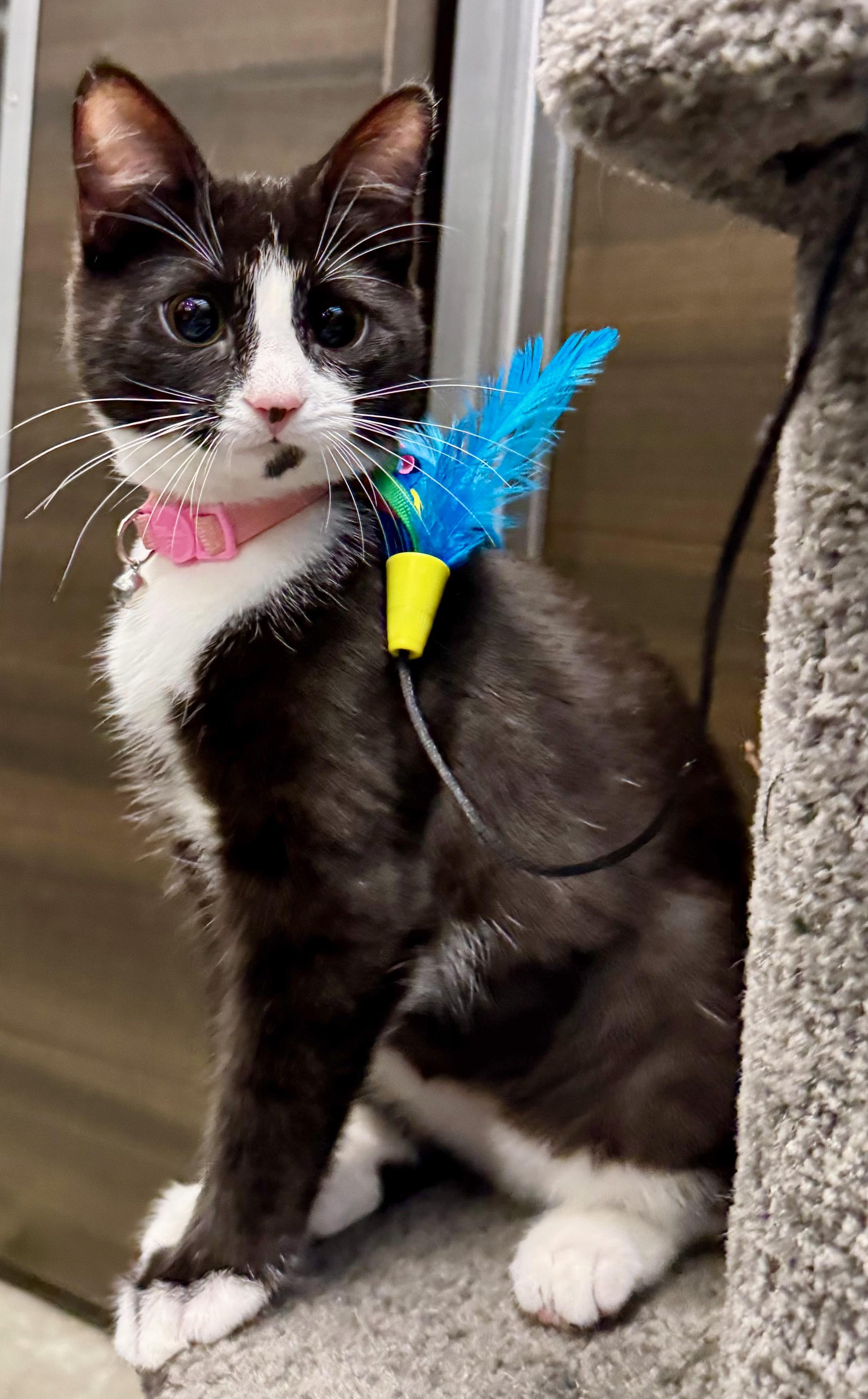 Enlarge Cadbury, a Adopted mixed breed in Hilton Head Island, SC image 3/6