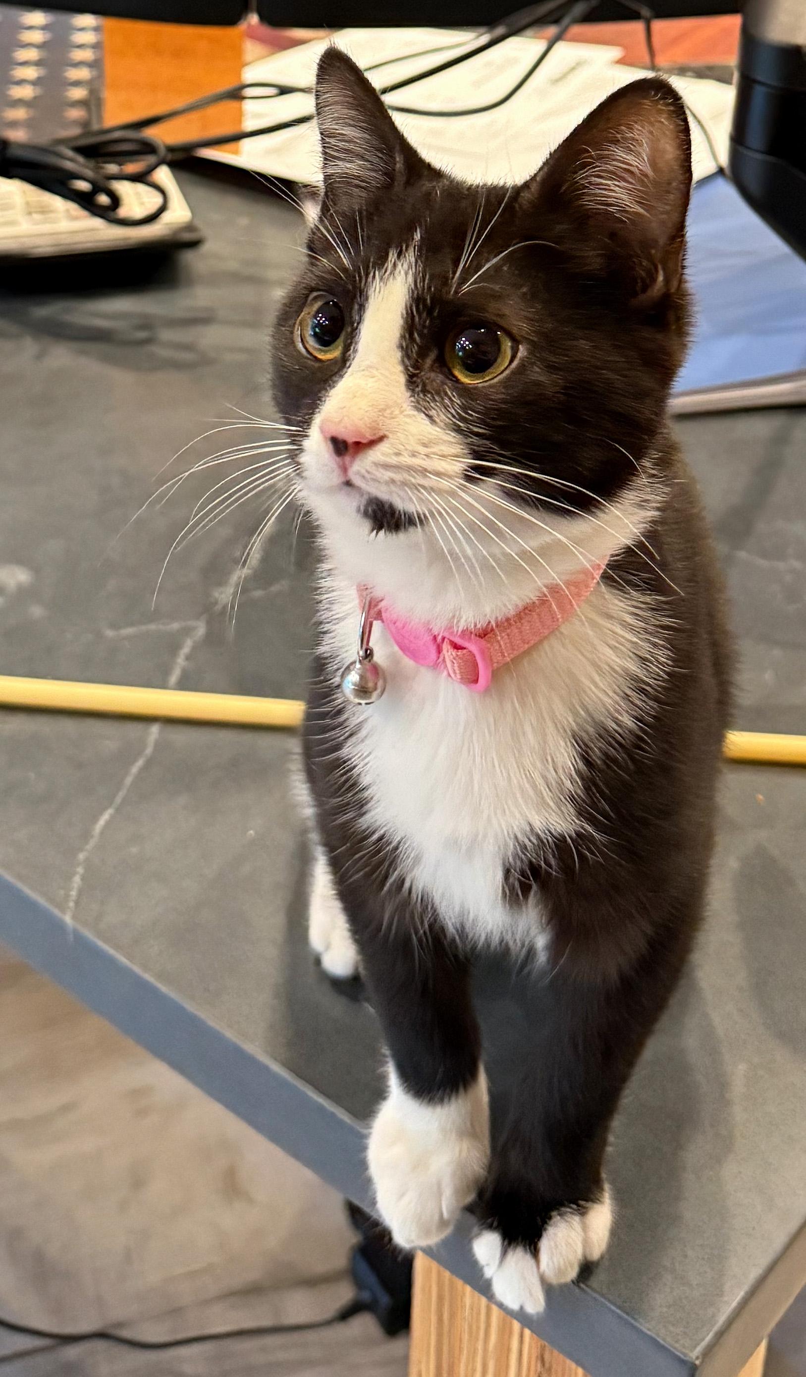 Enlarge Cadbury, a Adopted mixed breed in Hilton Head Island, SC image 5/6