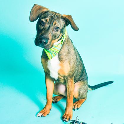 Kiddo, Adoptable, Adult Male Pit Bull Terrier & Mixed Breed.