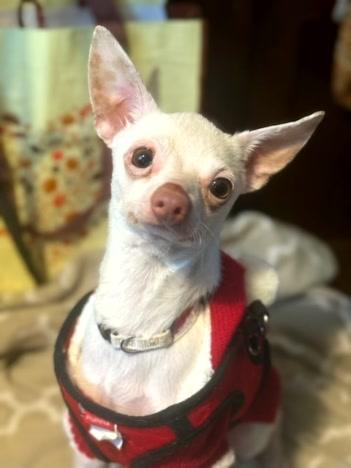 Dobby, ADOPTABLE, Adult Male Chihuahua.