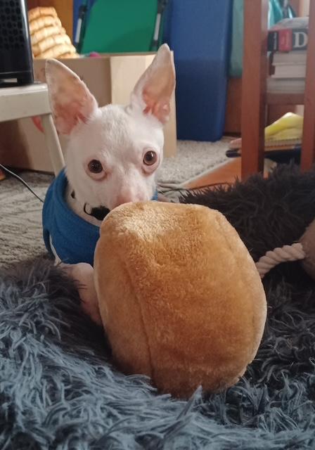 Enlarge Dobby, a ADOPTABLE Chihuahua in Turners Falls, MA image 5/5