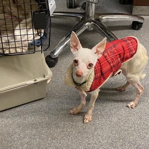 Enlarge Dobby, a ADOPTABLE Chihuahua in Turners Falls, MA image 3/4