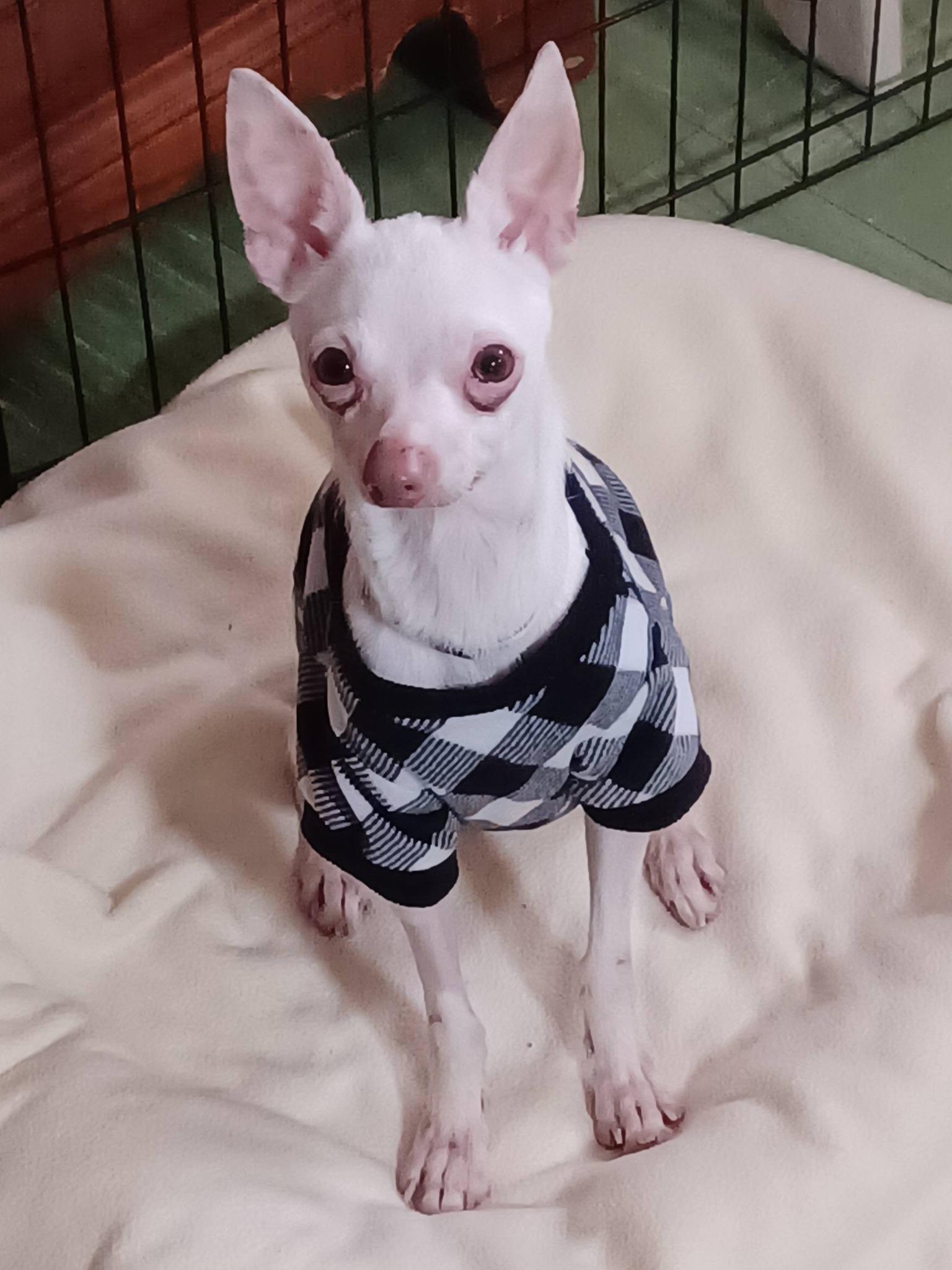 Enlarge Dobby, a ADOPTABLE Chihuahua in Turners Falls, MA image 1/5