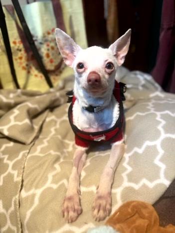 Enlarge Dobby, a ADOPTABLE Chihuahua in Turners Falls, MA image 4/4
