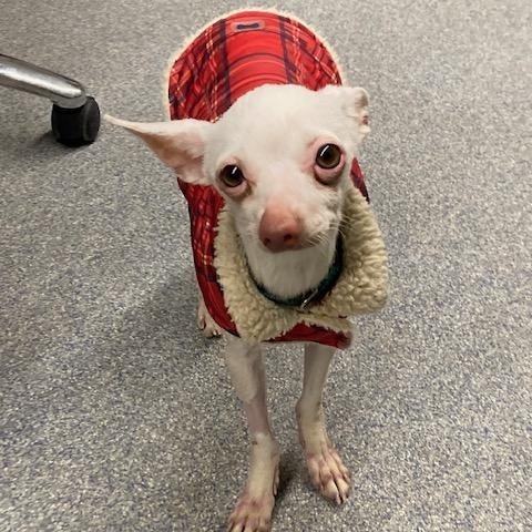 Enlarge Dobby, a ADOPTABLE Chihuahua in Turners Falls, MA image 2/4