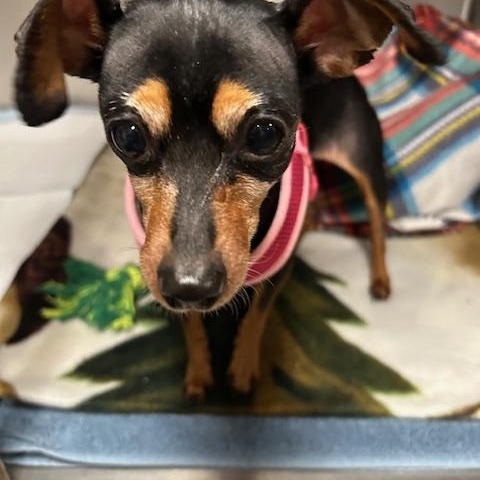 Remi, ADOPTABLE, Adult Female Chihuahua.