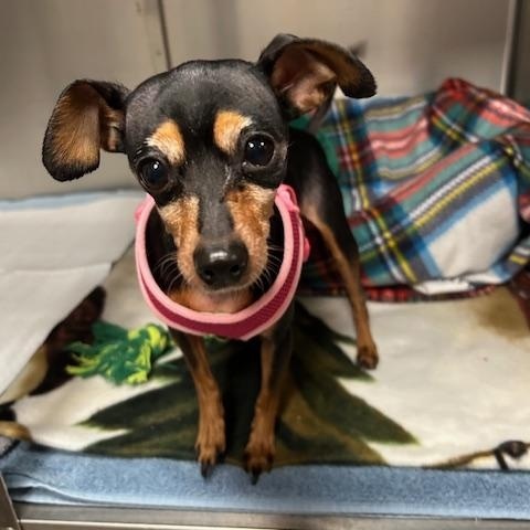 Enlarge Remi, a ADOPTABLE Chihuahua in Stanhope, NJ image 3/4