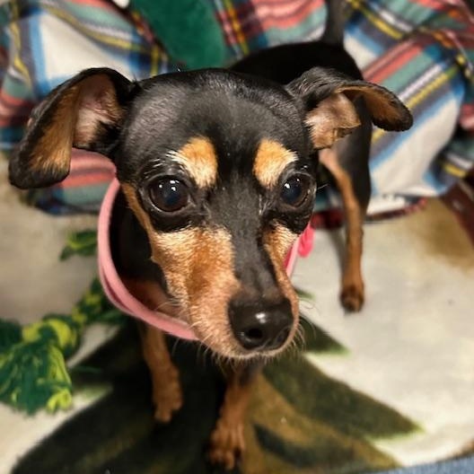 Enlarge Remi, a ADOPTABLE Chihuahua in Stanhope, NJ image 4/4